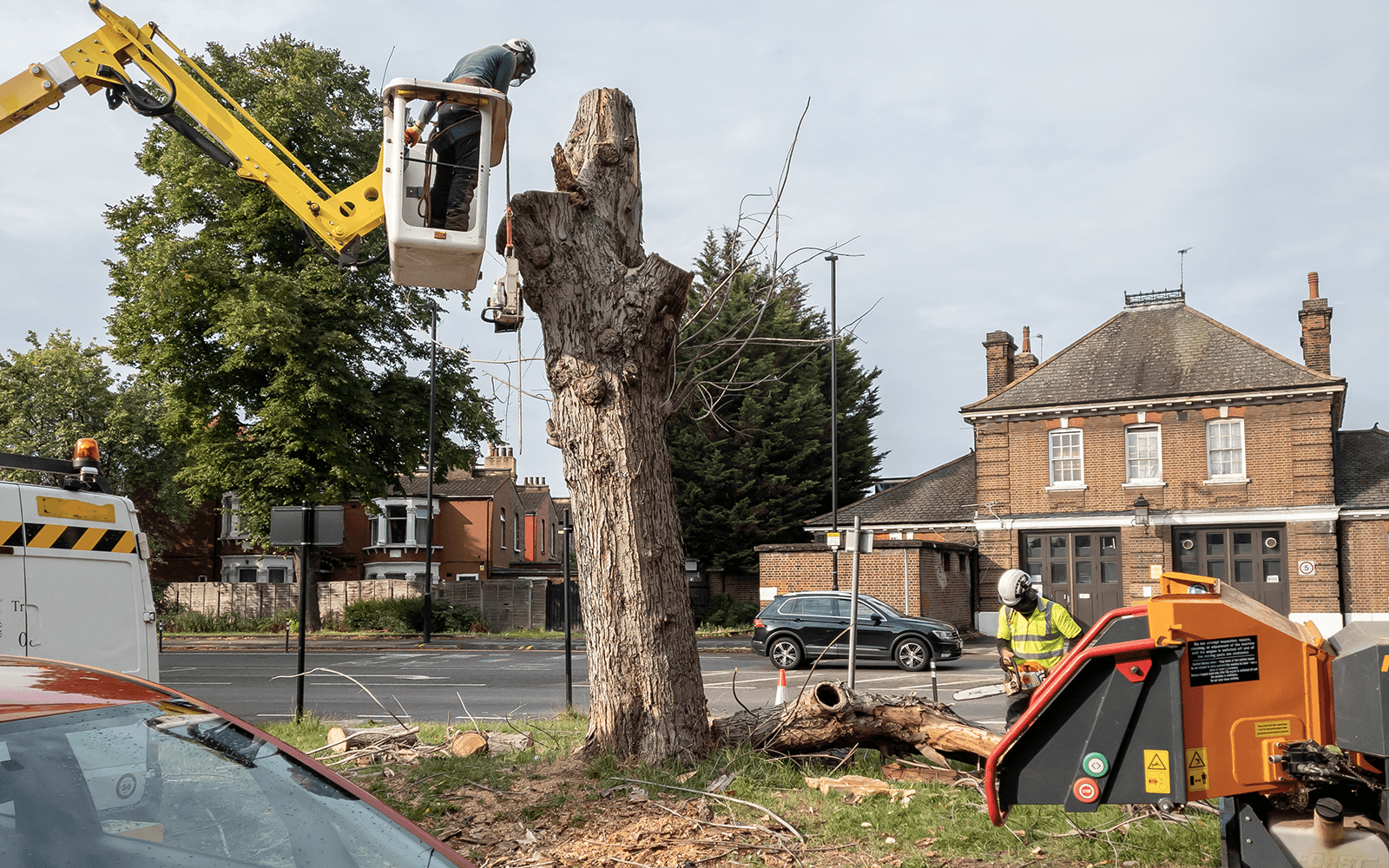 Maple Tree Surgery Work