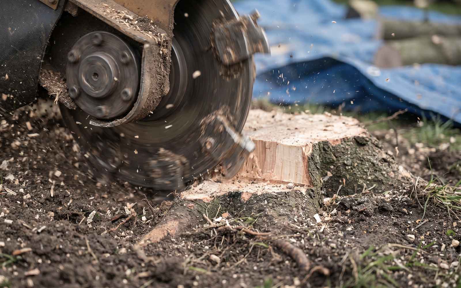 Maple Tree Surgery Work
