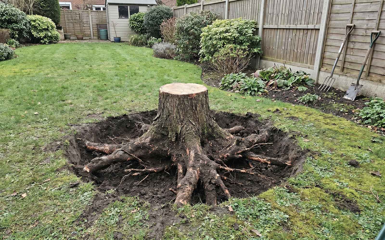 Maple Tree Surgery Work