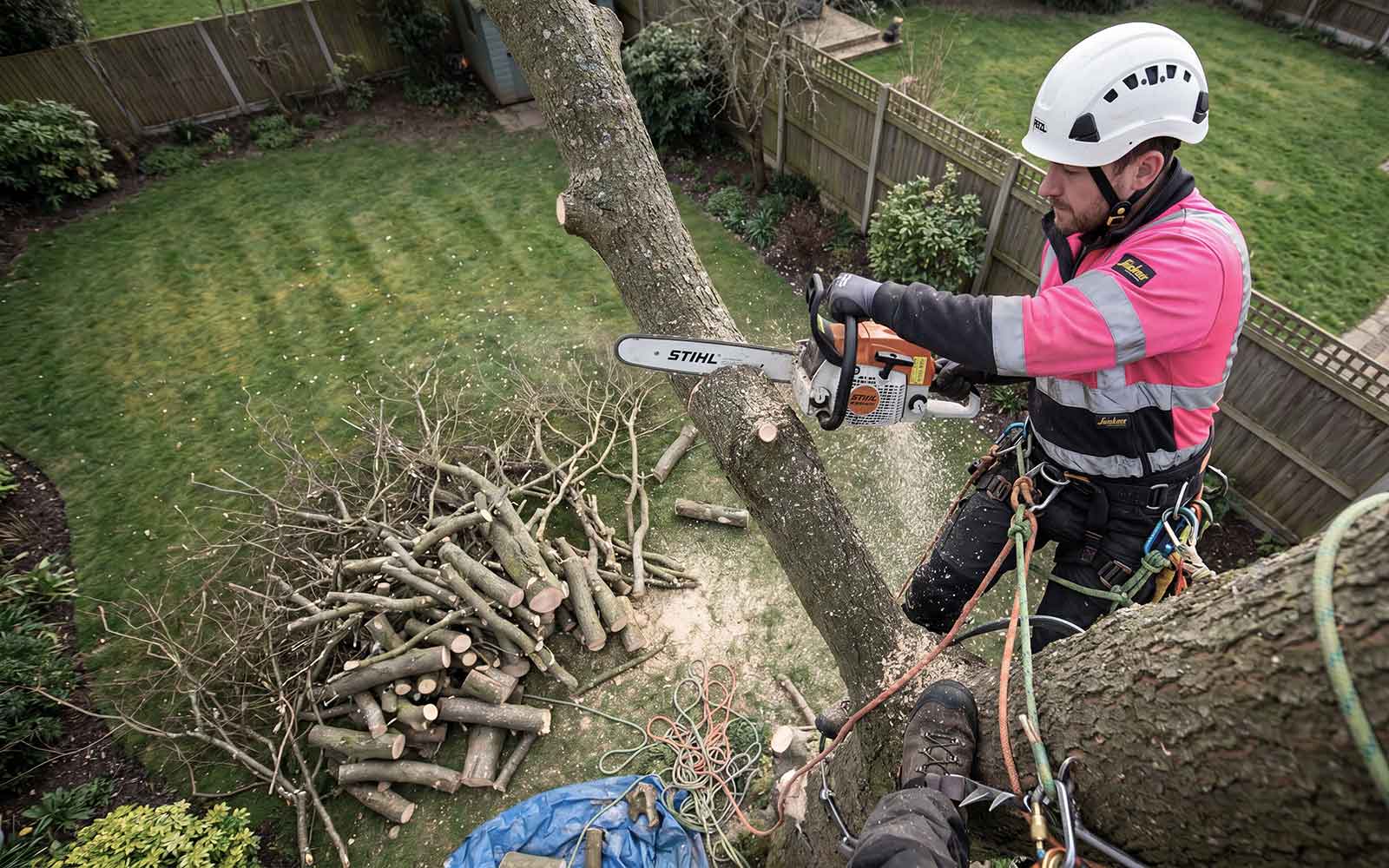 Maple Tree Surgery Work